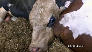 Geheimsache Tiertransporte - Wenn Gesetze nicht schützen ZDF 37 Grad