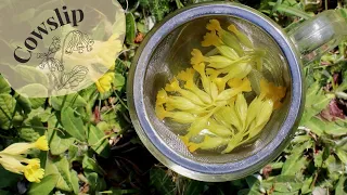 Cowslip Primrose (Primula Veris) Identification & Infusion 🌼