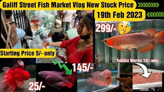 Recent Aquarium Fish Price Update | Galiff street Fish Market | Galiff Street new video 19 Feb 2023