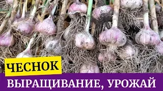 Урожай чеснока. Как правильно выращивать чеснок?