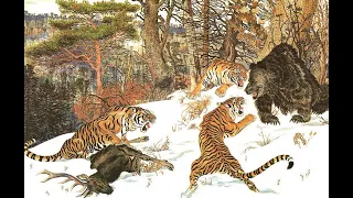 Ussuri brown bear vs Siberian tiger, interaction analysis