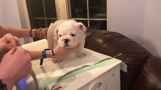 Bulldog puppies leg tapping