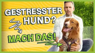 Hund GESTRESST oder AUFGEREGT? Wie du deinen Hund garantiert beruhigst