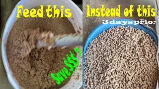 Can fermenting feed save money