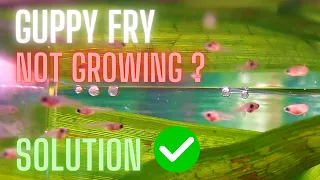 Guppy Fry Care - Guppy Fry Not Growing - 7 Must Know Solutions