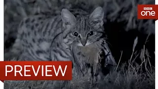 Deadliest cat on Earth - Big Cats: Preview - BBC One