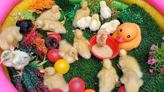 Catch cute chicks, Colorful Chicks, Rabbits, Cute Animals, Duck Pekin, Marmot, Catfish, Turtle p 693