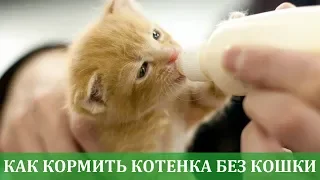 Как кормить котенка без кошки