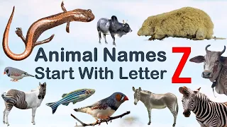 Animal Names start with Letter Z, Spelling, Picture #vocabulary #animals #explore #100 #animalslover