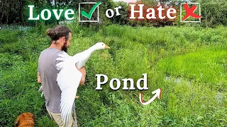 We Introduced our Geese to the Pond, it DIDN'T GO WELL.