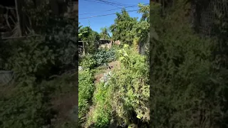 Wild Food Forest 🥦🐝🍅🌶 Back Yard Turns into a Vegetable Garden Grocery Store #shorts