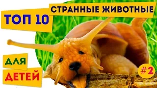 Топ 10 самые странные наземные животные | 2 | Про животных для детей | Полезное и интересное детям