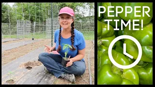 How to Plant Peppers and Our 2018 Pepper Choices!!!