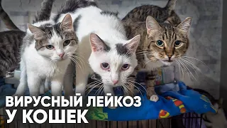 Вирусный лейкоз кошек. Что делать если у кошки лейкоз?  Прививки от лейкоза. Лечение лейкоза кошек.