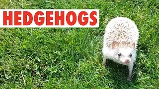 Happy Hedgehogs | Funny Pets Video Compilation