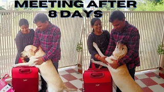 labrador meeting parents after 8 days | cute reactions