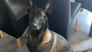 Belgian malinois 11 months old