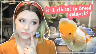 IS IT RIGHT TO BREED FANCY GOLDFISH? (why I no longer have goldfish)