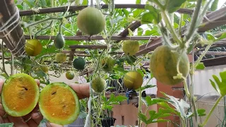 How to grow Hydroponic mini yellow Watermelon - Sweet and lots of fruit