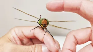 The Process Of Making Friends With a Emperor Dragonfly