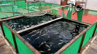 Modern Koi Blog #3612 - Live from Japan: Bei Oyama im Tosai Glashaus