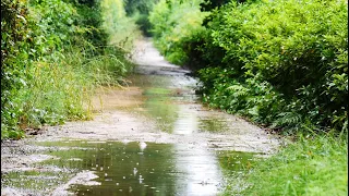 Listen to the rain on the forest path, relax, reduce anxiety, and sleep deeply (No Thunder)