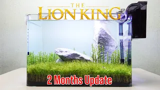 The Lion King Theme Nano Fish Tank Aquarium Aquascape (2 Months Update)