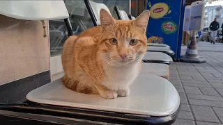 Cute Yellow Cat stands by the roadside asking for food from people passing by.