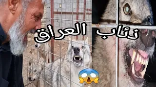 اقوى الذئاب العربيه في العراق (الجزء الاول)