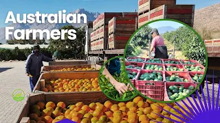 How Australian Immigrant Farmers Produce Millions Of Mangoes