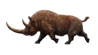 Шерстистый носорог