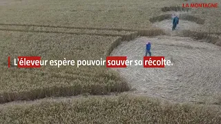 crop circles à Saint-Babel