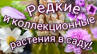 Редкие и коллекционные растения в моем саду! Самые красивые и беспроблемные растения 🥰