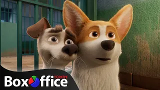 Corgi - Fragman (Türkçe Dublajlı)