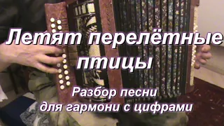 Летят перелётные птицы (гармонь)