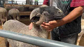 Kurbanlık fiyatları - Geçit ve Panayır kurban pazarı - bölüm -4