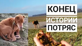 Последнее видео истощенного пса. СМОТРЕТЬ ДО КОНЦА