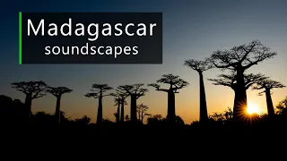 Calm morning in Madagascar - Nature, wildlife and human sounds