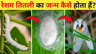 रेशम तितली का जीवन चक्र | Silkworm Life Cycle Video | Silkworm Cocoon Time Lapse In Hindi