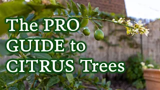 Everything You Need To Know About Pruning, Fertilizing & Caring For Citrus Trees