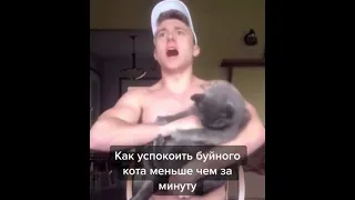 как успокоить буйного кота