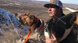 Idaho mountain Lion Hunting with Hounds