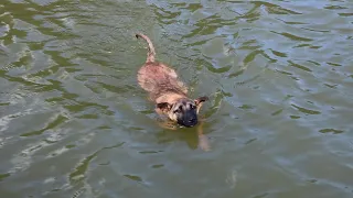 Build bamboo underwater houses, survive on boats and grill fish, dogs learning to swim in the lake