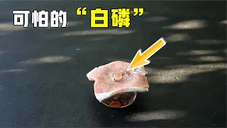 白磷不慎接触皮肤会怎样？用猪肉模拟全程，可怕的一幕发生了