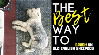 Brushing an Old English Sheepdog┃Ed&Mel