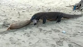 Komodo Dragon hunting weak deer on the beach!