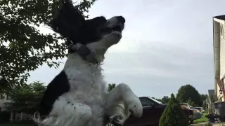 English Springer Spaniel Chasing (Attacking!) Bubbles in Slow Motion