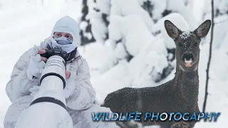 PHOTOGRAPHING AMAZING ANIMALS IN SWEDISH FOREST