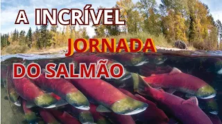 A Incrível Jornada do Salmão: Nadando contra a correnteza