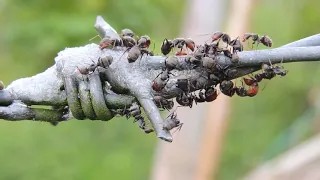 Animais Sinantrópicos